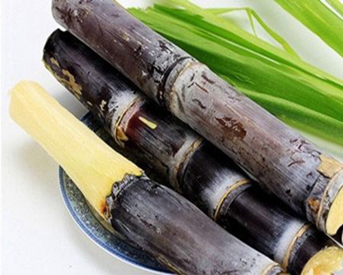適合秋冬季節(jié)吃的爽口甘蔗吃了嗎？