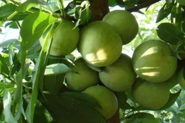 熱愛這個季節(jié)，因?yàn)槭抢钭映墒旒?>
        </div>
        <div   id=