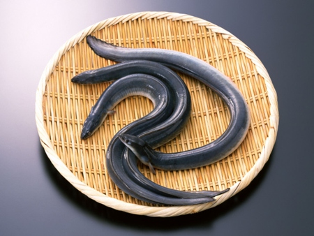 飼養(yǎng)鱔魚