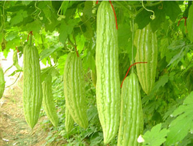 劃得著常見養(yǎng)身蔬菜有哪些？